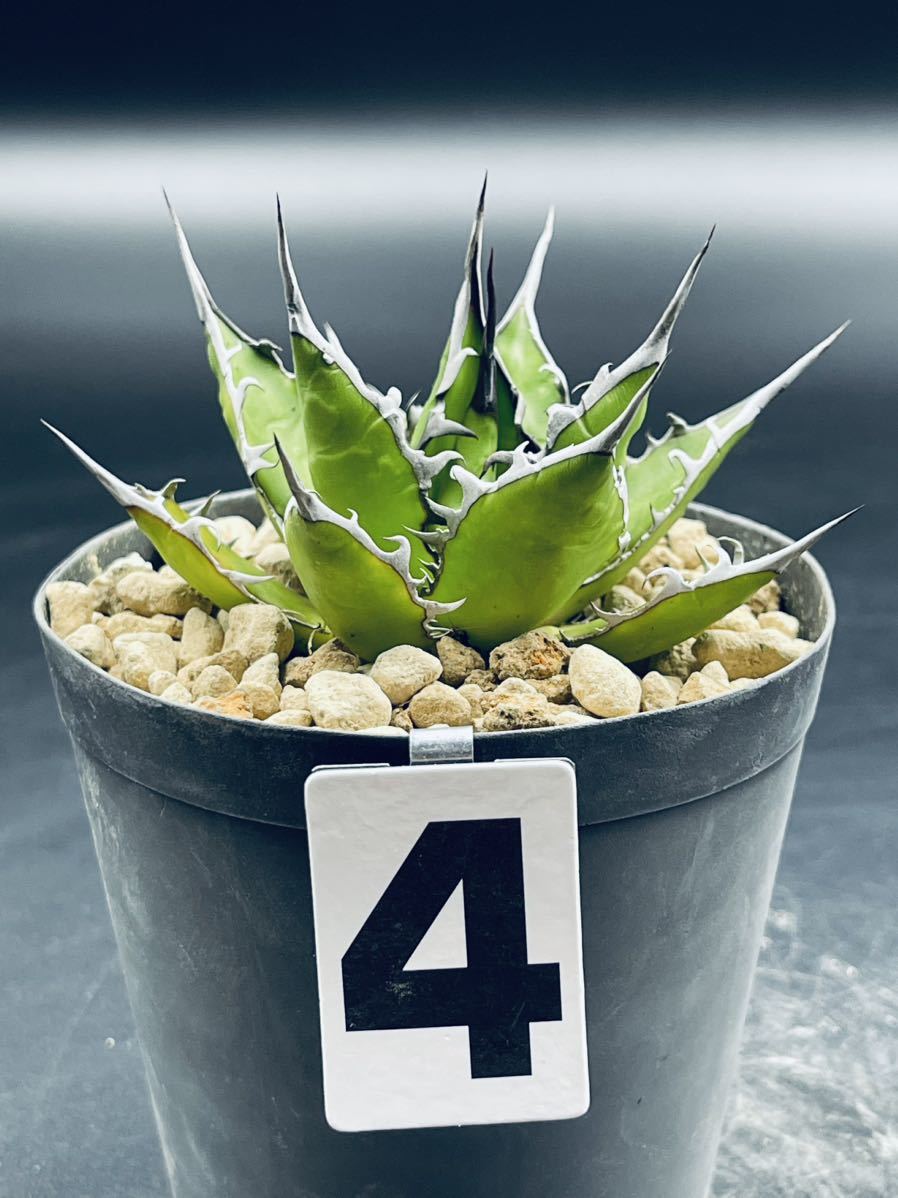 4. アガベホリダ Agave horrida subsp.horrida 実生株 (鉢9cm)