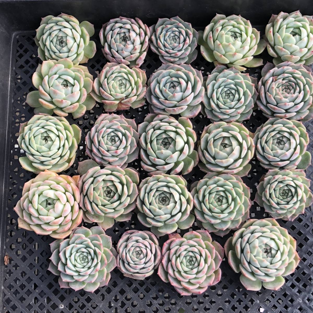 多肉植物24個 1121-D001 シックスター *送料調整　入札前に確認してください。* エケベリア カット苗 