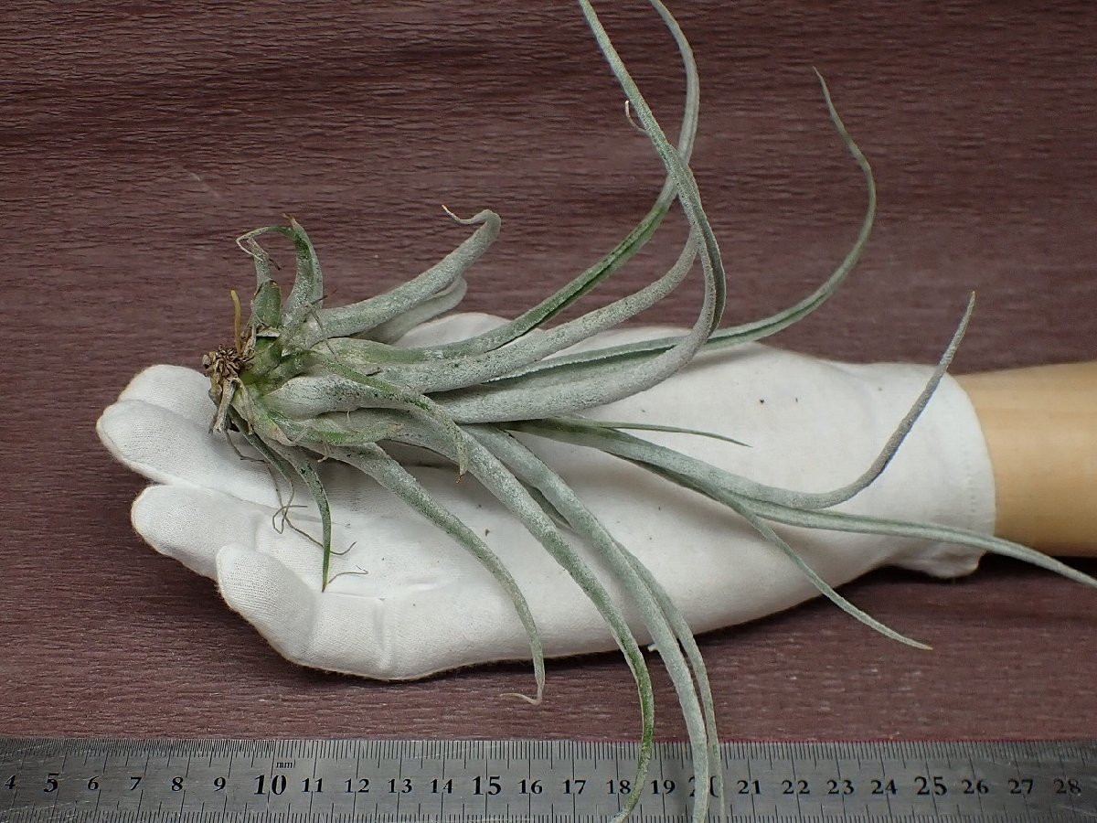 Tillandsia 'BC' x T.caput-medusae 'Sonoran Snow' □エアプランツYC