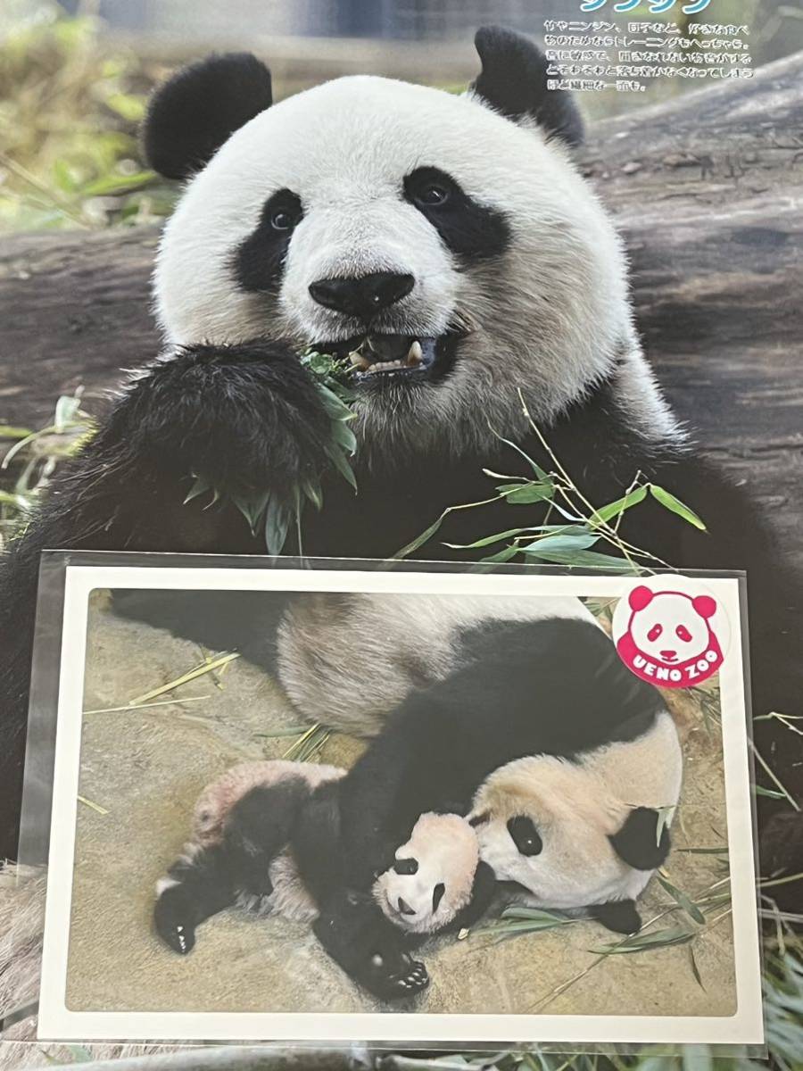 シャンシャン シンシン パンダ 上野動物園 公式ポストカード 完売品 入手困難 雑誌切り抜き セット