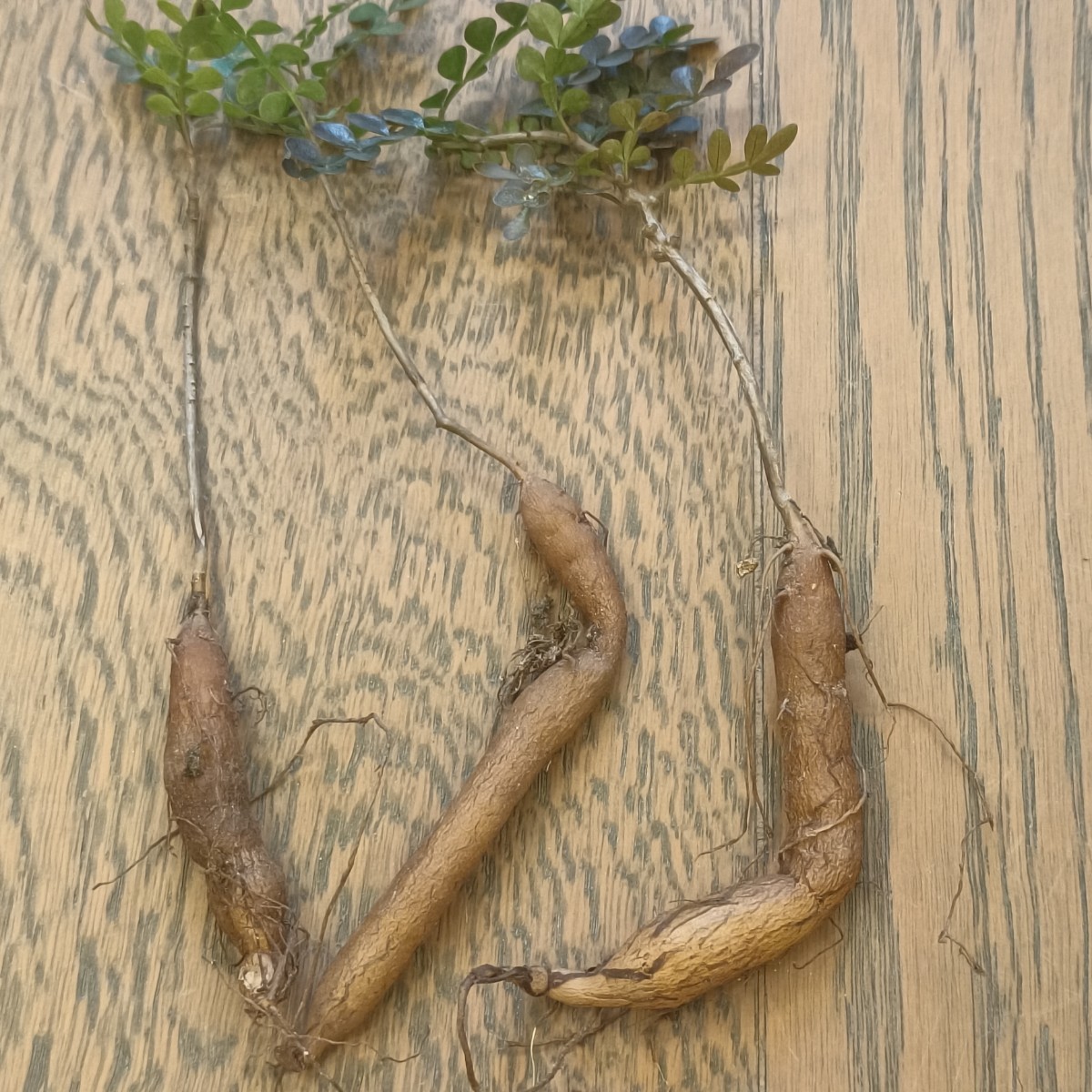 S183 塊根植物 オペルクリカリア　パキプス Operculicarya pachypus 実生3株 