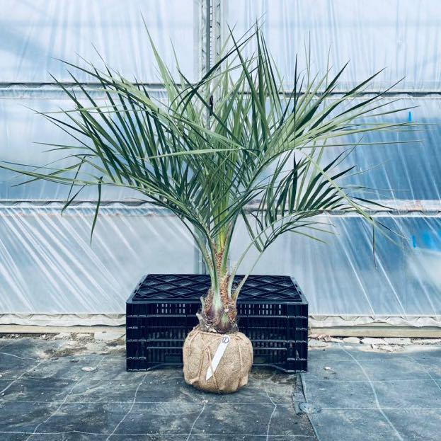 MK21 パレット Sキャンバーロアアーム Celestia製 新品