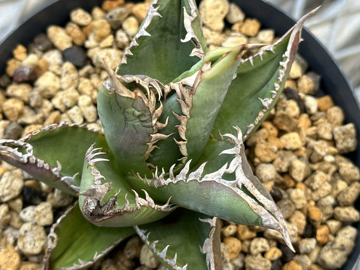 EU産 シエラミクスティカ agave titanota アガベ チタノタ アガベ