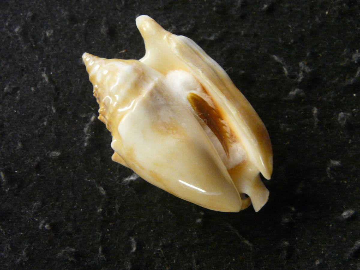 【100%新品，人気セール】 貝殻標本 オーロラマイノソデw/o 少産 美(その他)｜売買されたオークション情報、yahooの商品情報をアーカイブ公開 - オークファン その他