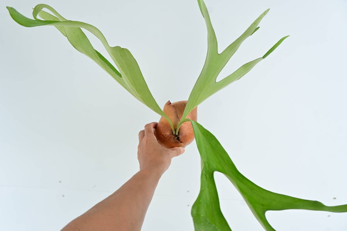 P.alcicorne var.Africa @bikamori.com アルシコルネ アフリカ　ビカクシダ 