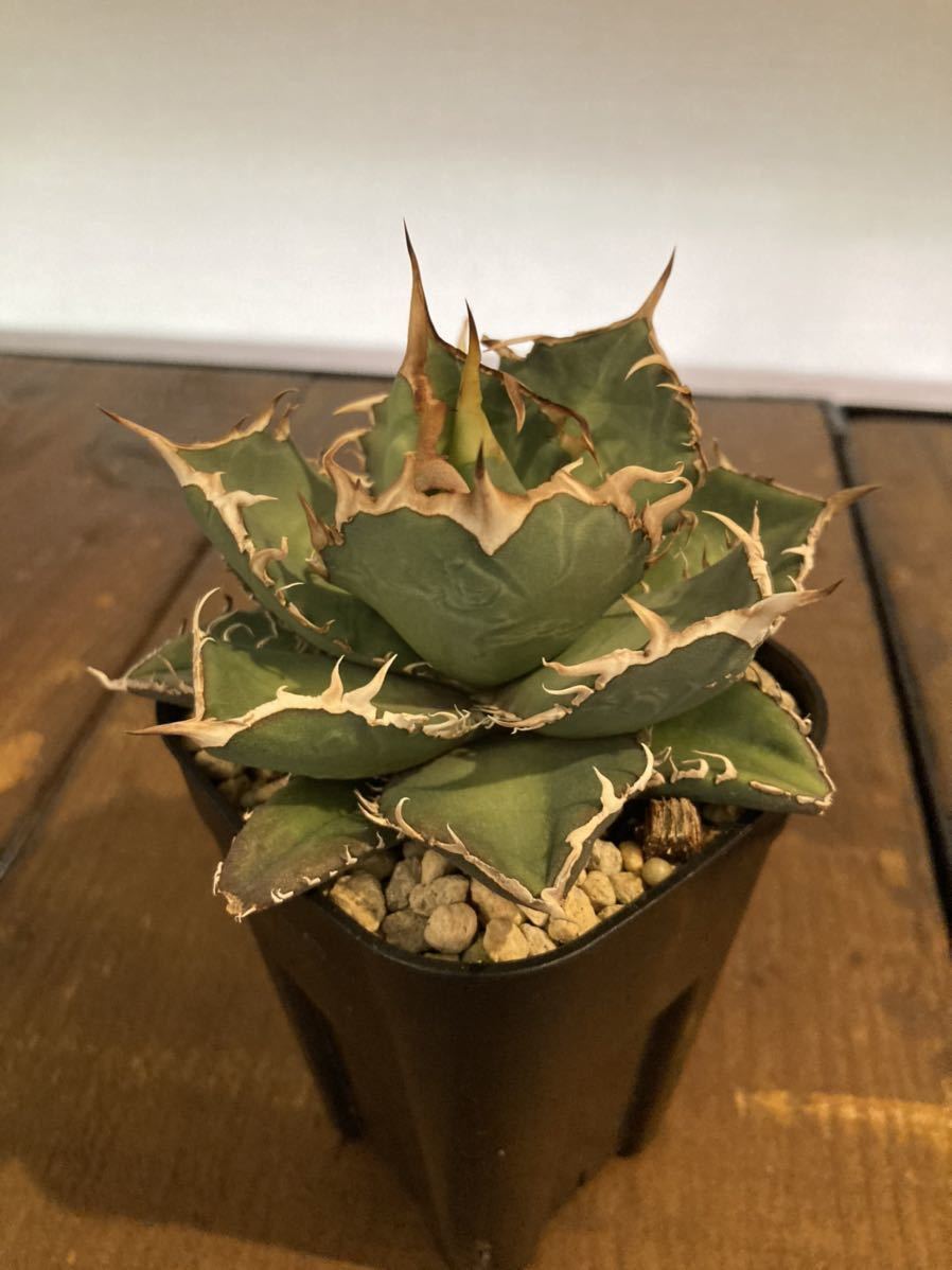 157-1 アガベ チタノタ 大白鯊 ホホジロザメ lize産 子株 発根済 【公式通販】 アガベ 鉢植 デーモンホック 子株 ３