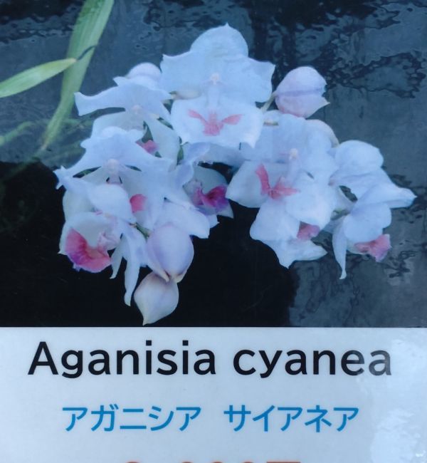 【北軽ガーデン】＊熱帯植物＊Aganisia cyanea＊洋ラン原種＊アガニシア　サイアネア＊ブルーの花＊芳香性＊コロンビア原産＊