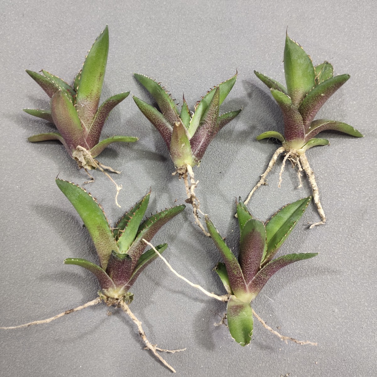 A561アガベ チタノタ 黒犀牛 精選優良血統 極上子株5株同梱 強棘 狂刺 メリクロン株 発根済み