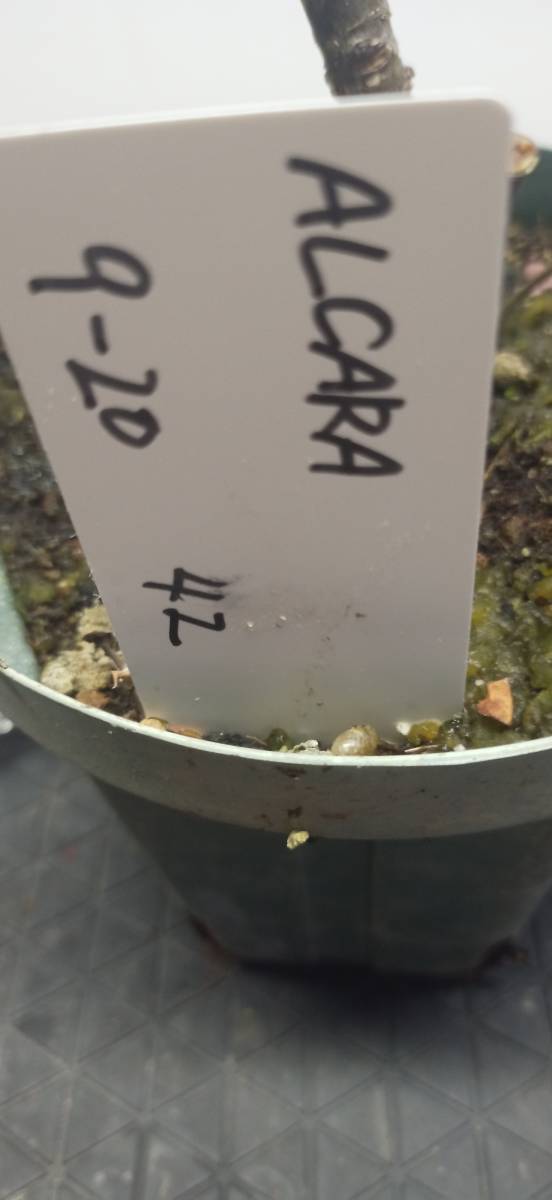 イチジク苗木「　ALCARA 　　」9-20 苗 イチジク苗木「 いちじく いちじく苗 Rossa（メランザーナ・ロッサ）イチジク苗木ニッキーコレクションの一つ。ラスト一鉢！586 イチジク販売｜植木買うならグリーンロケット
