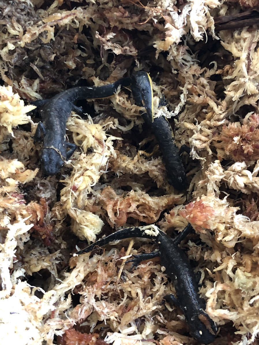 ミナミクシイモリ　3匹