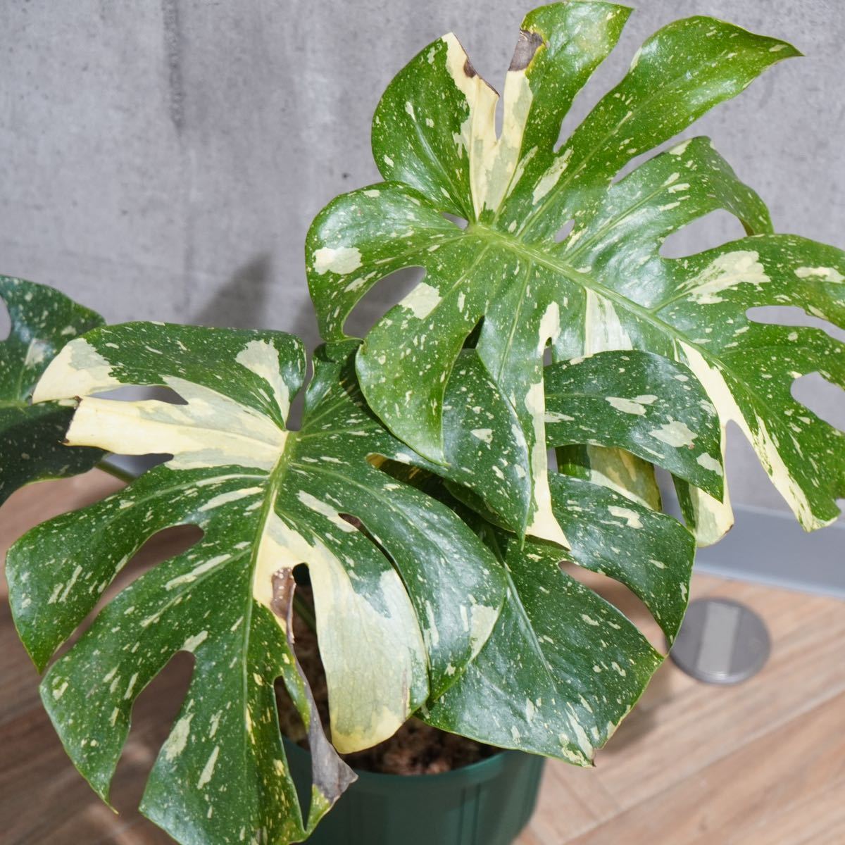 観葉植物斑入りモンステラF：デリシオーサ・タイコンステレーション No
