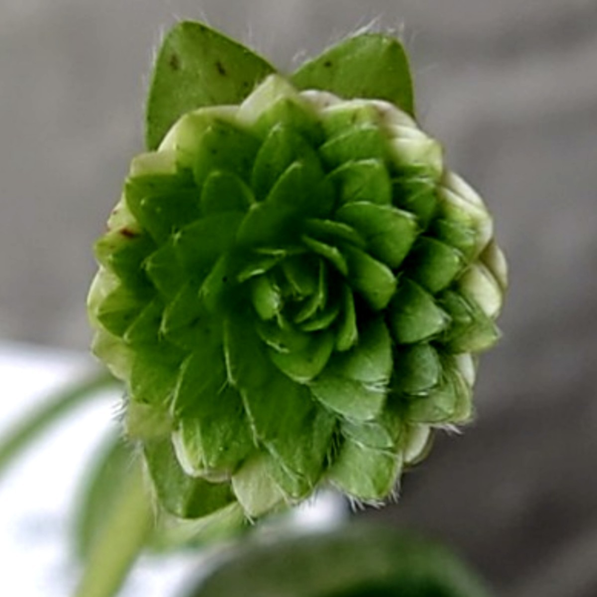 ◎山野草◎ 雪割草 『青軸濃緑千重咲』2芽