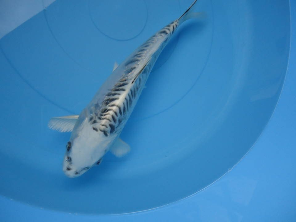 ドイツ光　４　２０２２年産　【養魚場はんのじょう】　