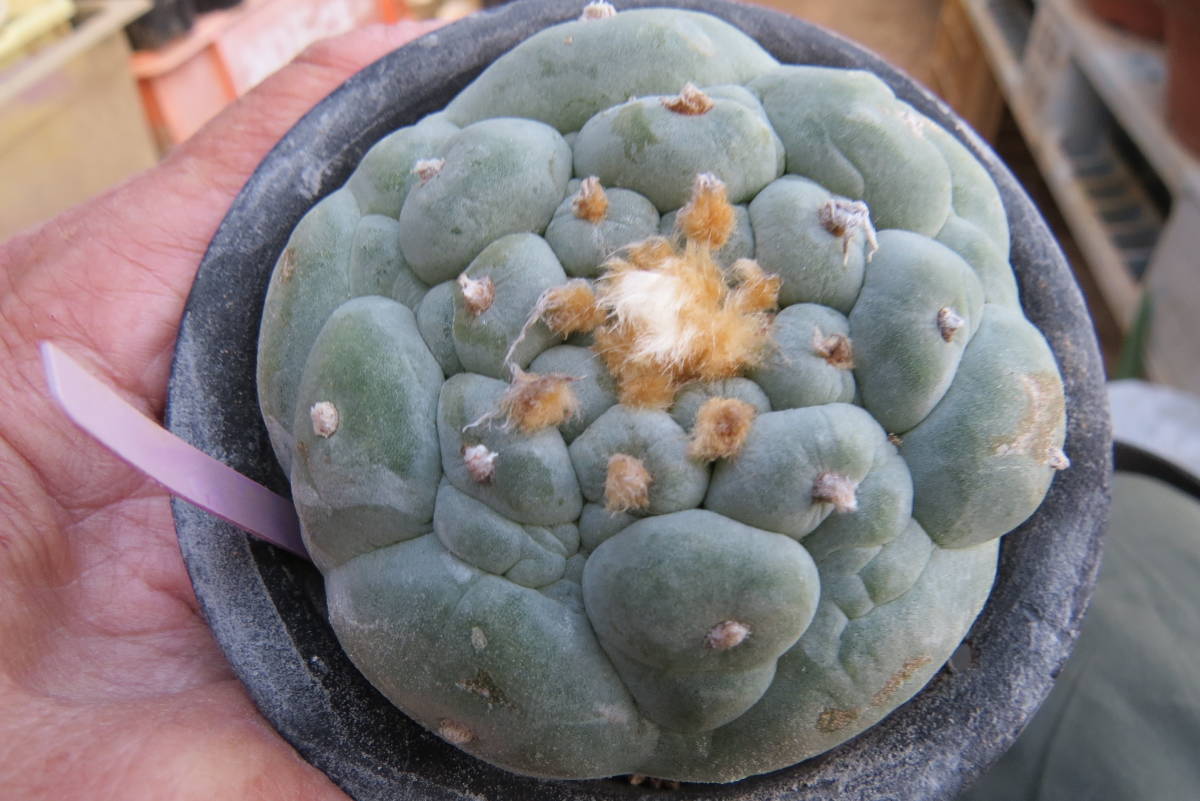 疣銀冠玉B（かき仔） サボテン カキ仔 観葉植物 カキ子自根
