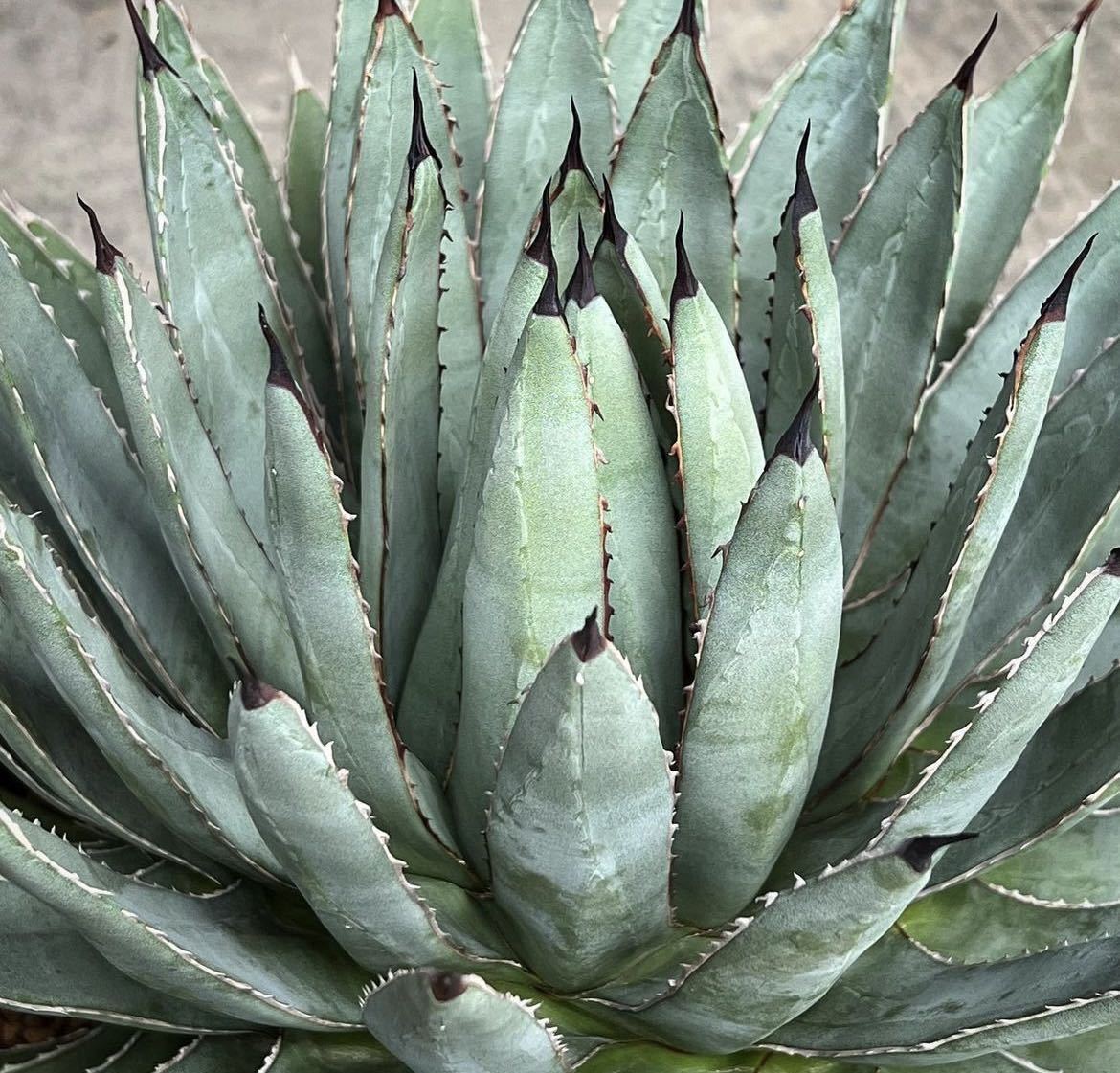 アガベ ハイブリッド(ネバデンシス × 笹の雪) Agave Hybrid