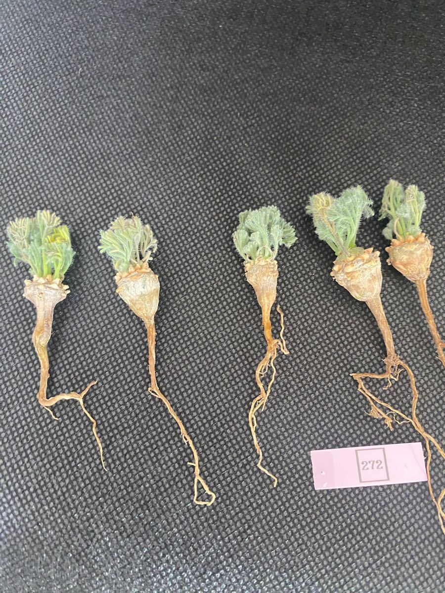 観葉植物 8506 「塊根植物」パキポディウム マカイエンセ 抜き苗【6/30