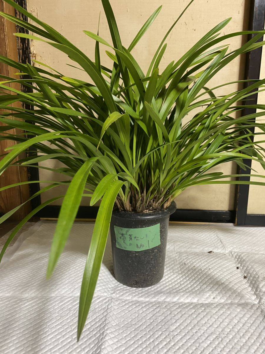 キンリョウヘン 蘭 蜜蜂 山野草 金稜辺　日本蜜蜂 ニホンミツバチ　5.5寸　花芽無し　大株