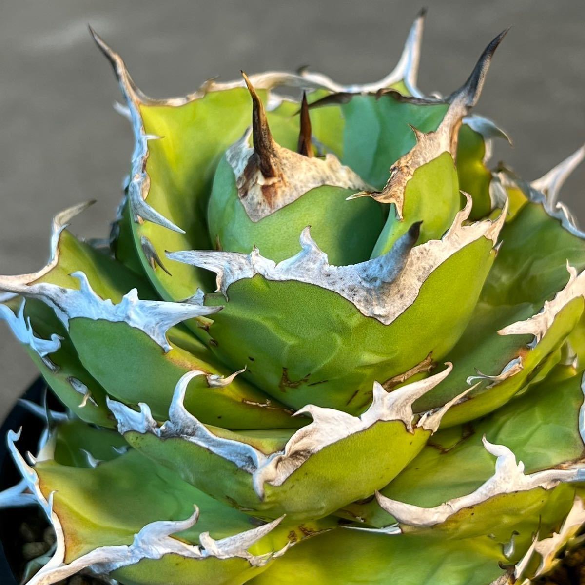 SALE!!! 6.アガベ・チタノタ ☆ Agave Titanota アガベ 観葉植物