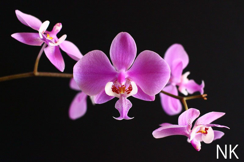 【NK】(PSB) Phal.schilleriana 山木銀葉×銀葉パープレアのシブリングクロス【洋蘭 ファレノプシス シレリアナ 胡蝶蘭】