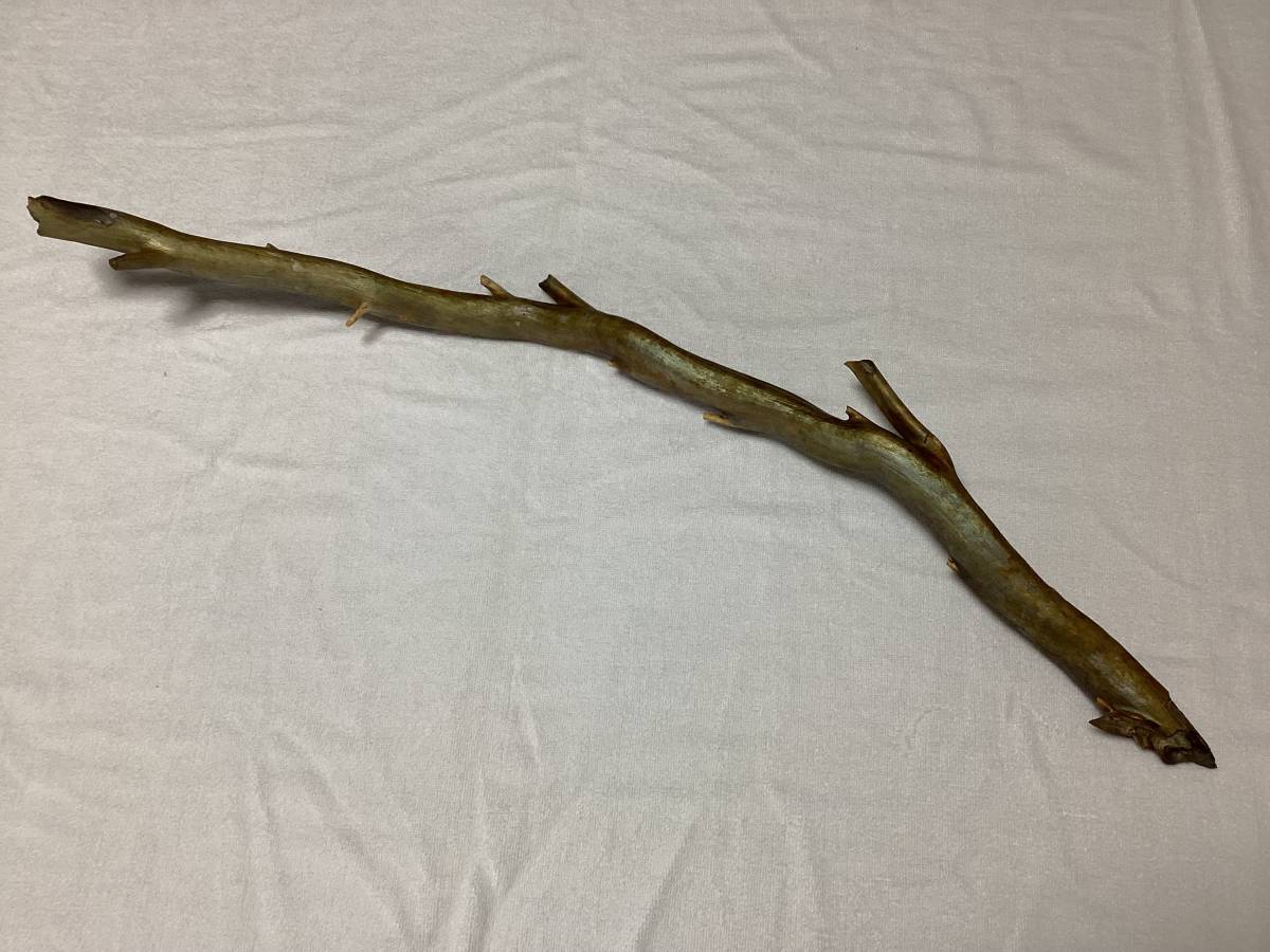 ☆超希少☆海松☆深海松☆置物☆送料無料◇40(科学、自然)｜売買された