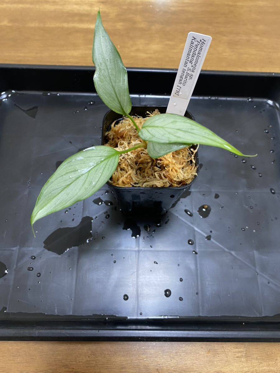 ホマロメナ sp.Papua タグ付き　複数株 TB便正規タグ付】Homalomena sp. 