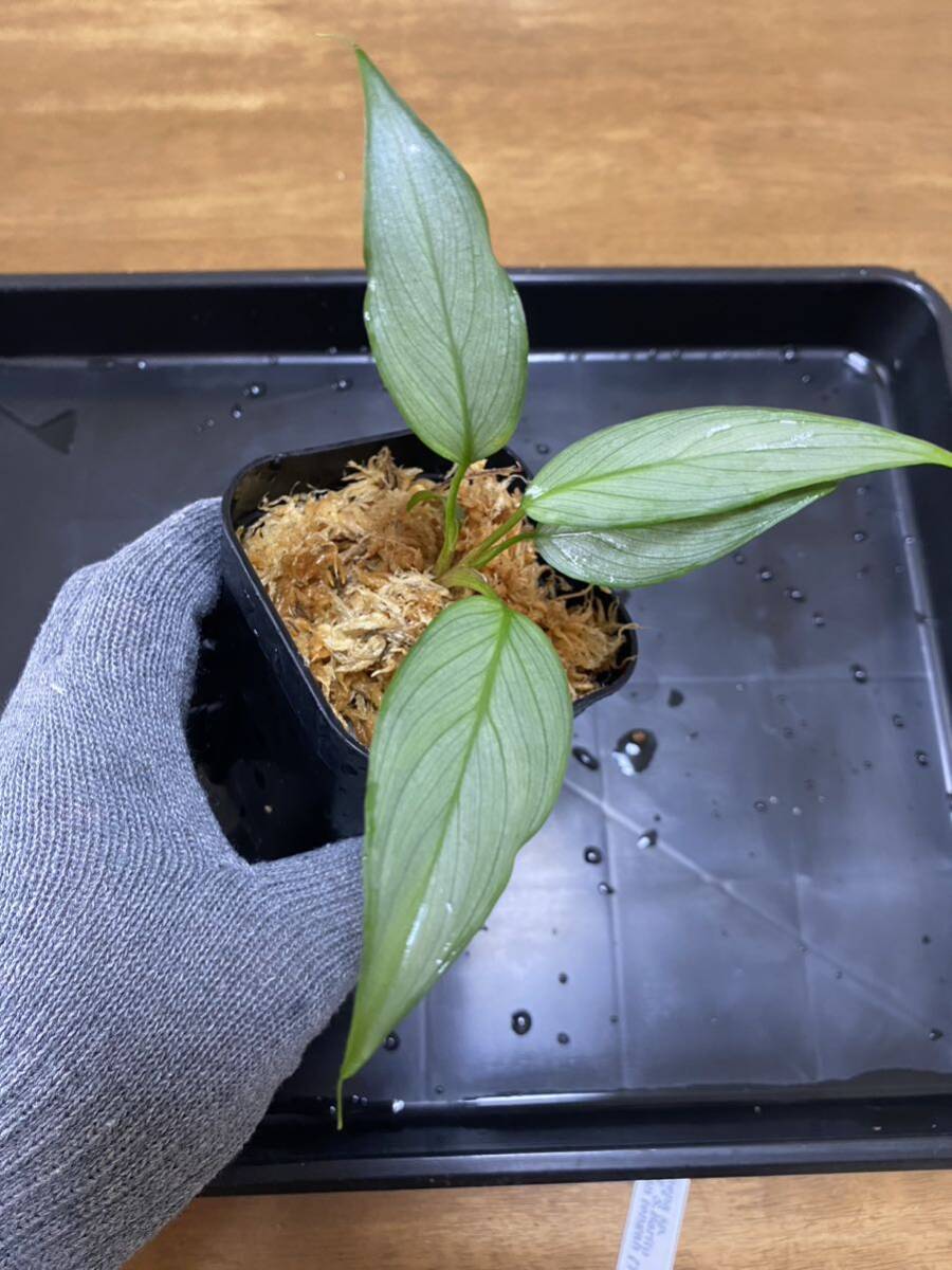 TB便正規タグ付】Homalomena sp. 
