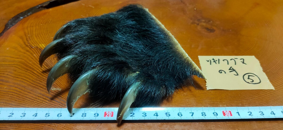 ○熊の爪○ツキノワグマの手（肉球付） ⑤月の輪熊 月輪熊