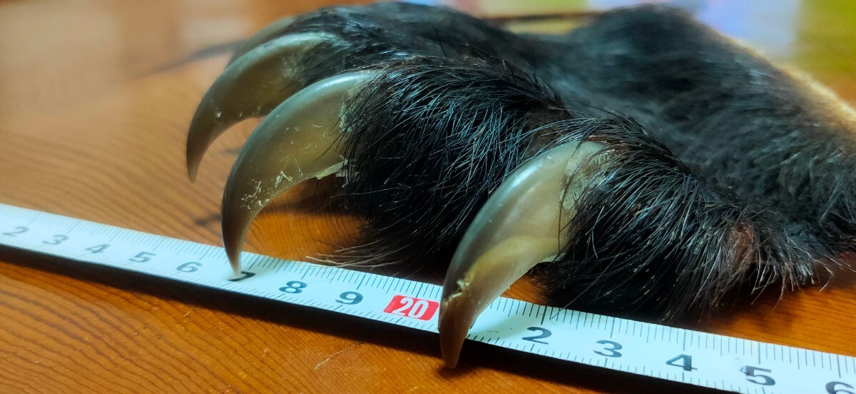 ○熊の爪○ツキノワグマの手（肉球付） ⑤月の輪熊 月輪熊