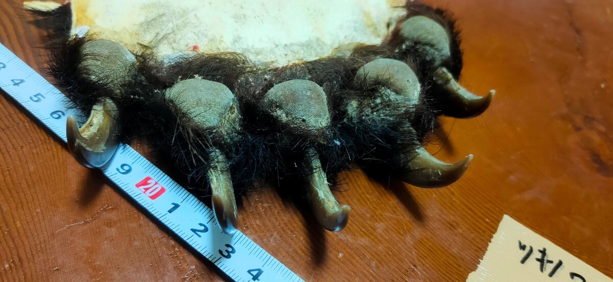 月の輪熊　ツキノワグマの爪 ○熊の爪○ツキノワグマの手（肉球付） ⑤月の輪熊 月輪熊