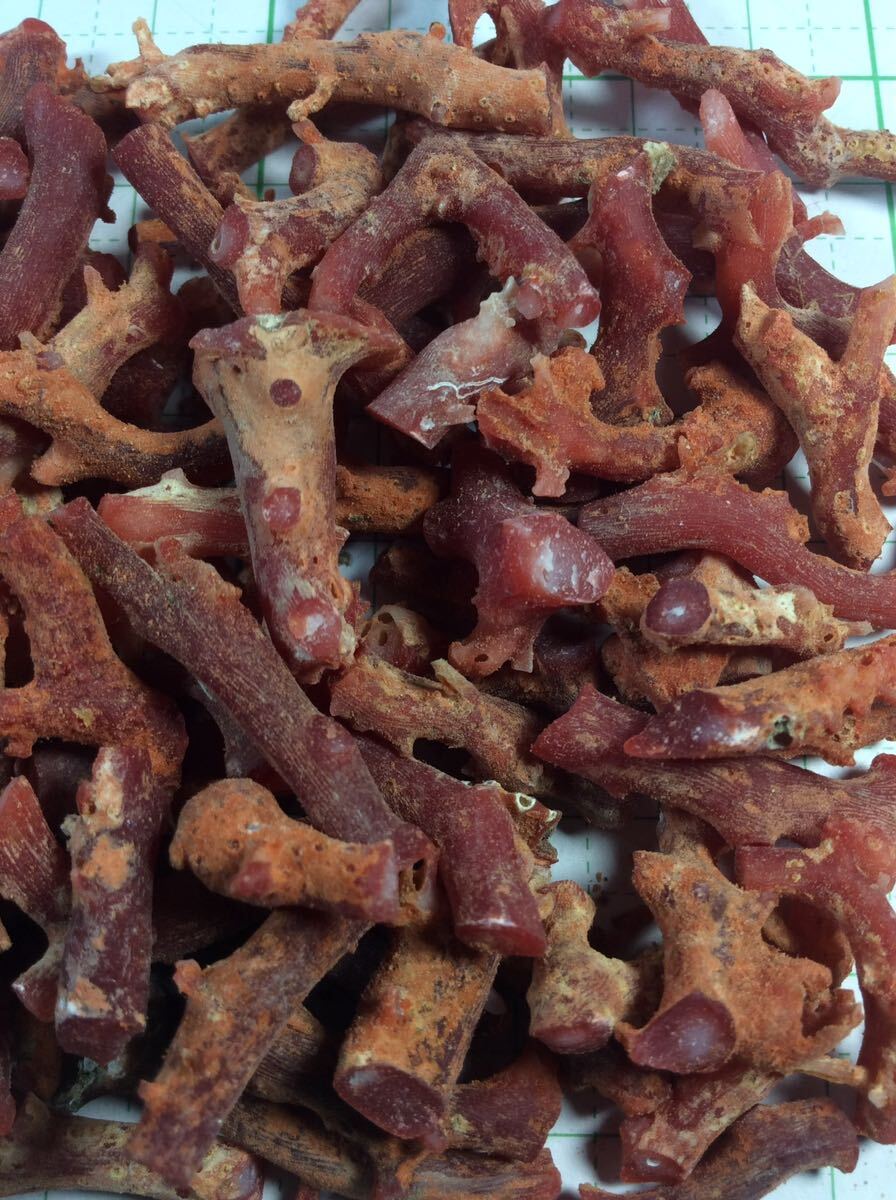 天然　赤珊瑚　原木　高知県産　80g 素材　材料　Ｕー23_3