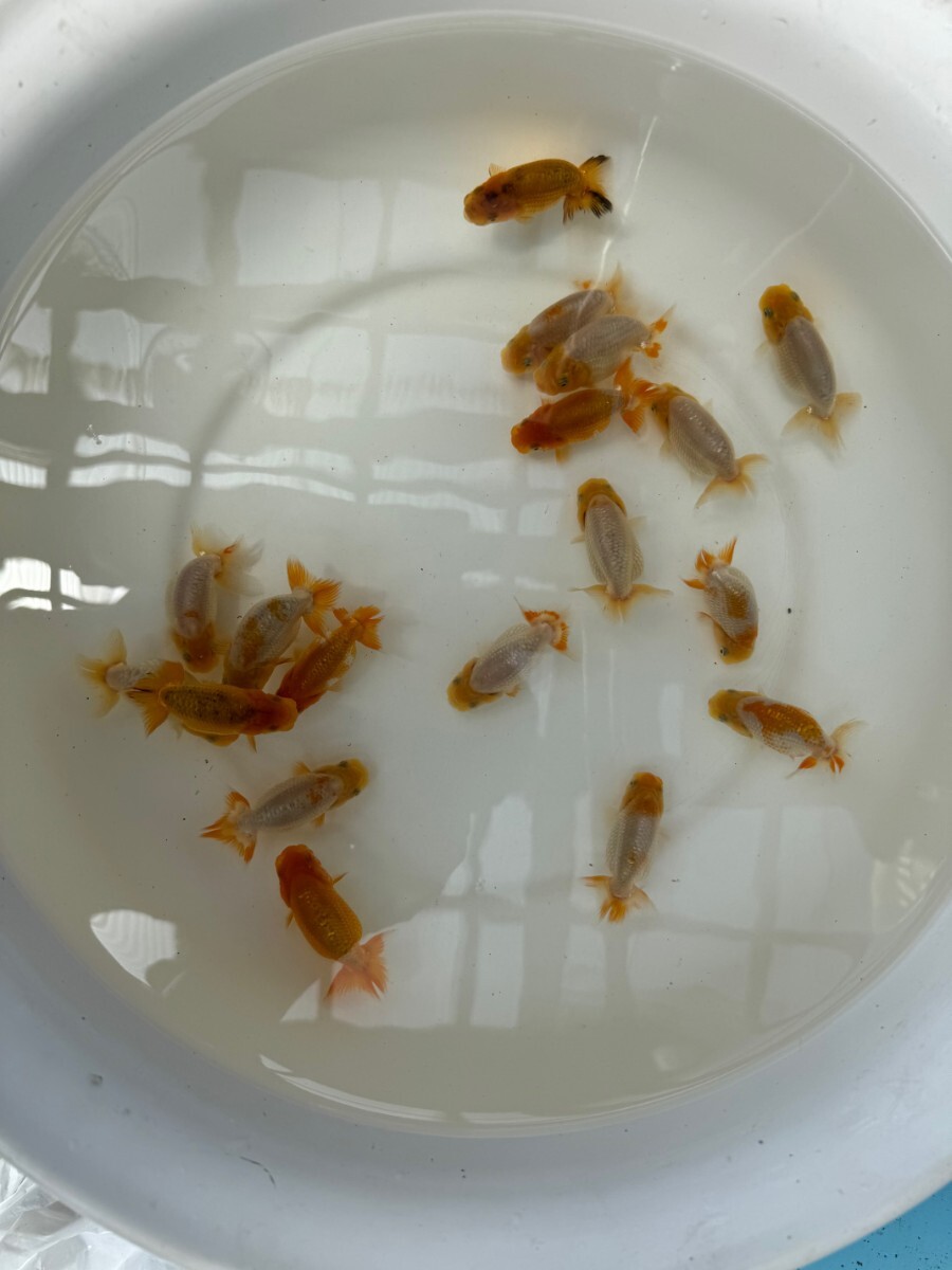 24029☆沼津☆工藤千尋氏☆らんちゅう☆当歳魚☆約7から8センチ☆選別漏れ18匹_1