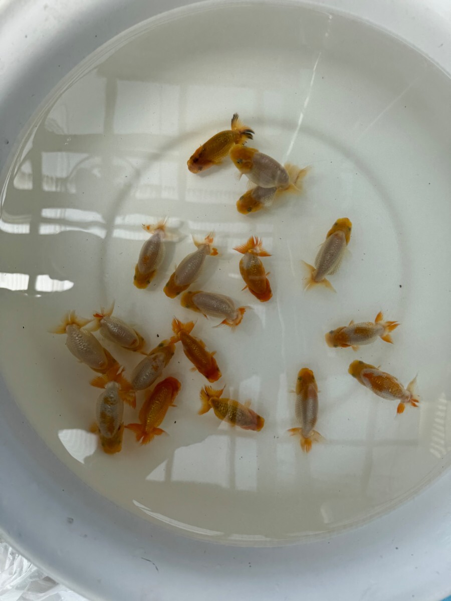 24029☆沼津☆工藤千尋氏☆らんちゅう☆当歳魚☆約7から8センチ☆選別漏れ18匹_2