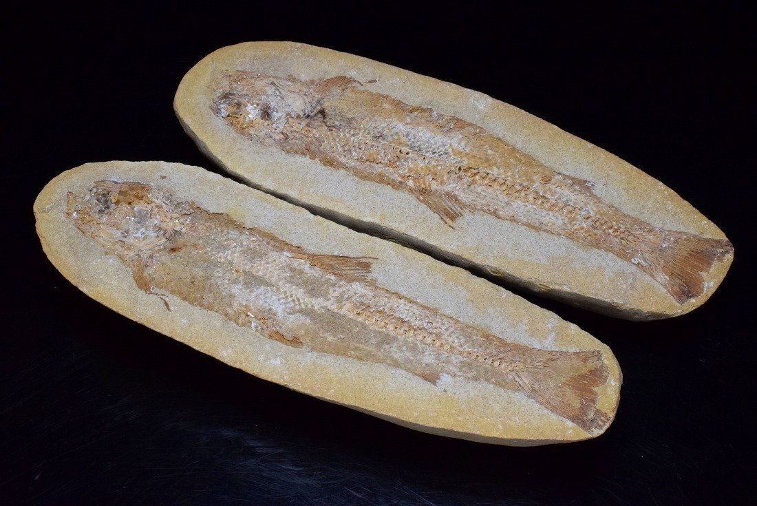 古代魚2の値段と価格推移は?|2件の売買データから古代魚2の価値がわかる。販売や買取価格の参考にも。