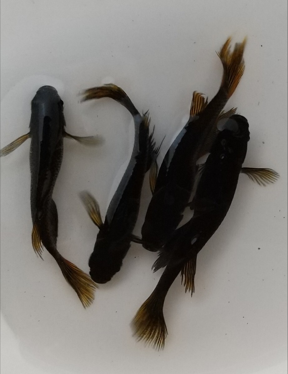 【サタン】有精卵50個＋α 検索用(メダカ オロチ ヒレ長 ピンクサファイア)_1