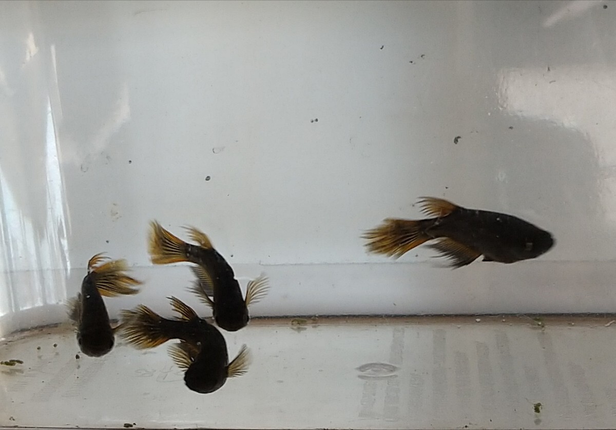 【サタン】有精卵50個＋α 検索用(メダカ オロチ ヒレ長 ピンクサファイア)_2