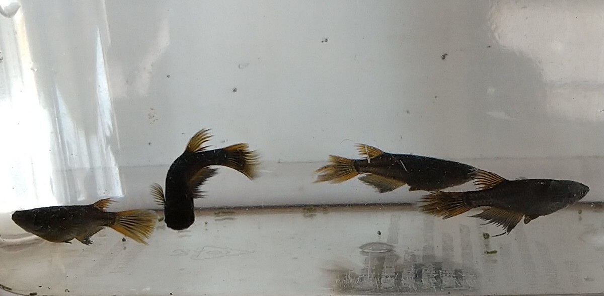 【サタン】有精卵50個＋α 検索用(メダカ オロチ ヒレ長 ピンクサファイア)_3