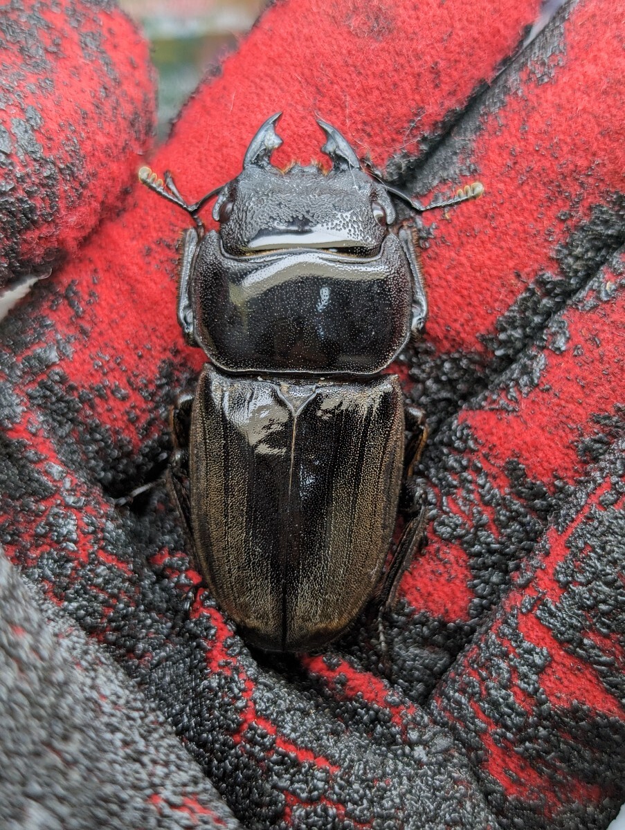 スマトラヒラタ♀単　_1