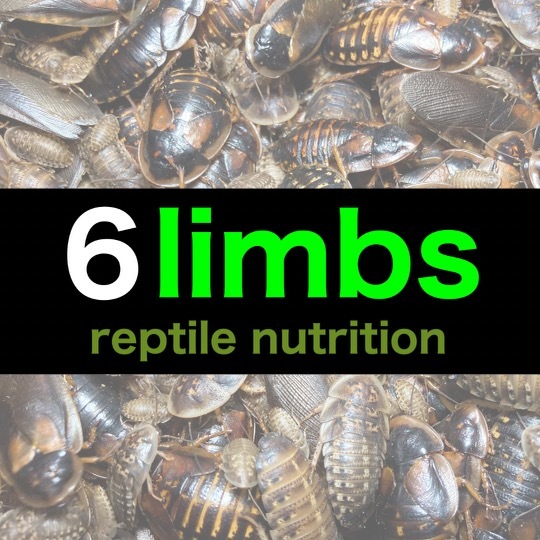 【SALE】☆送料無料☆【大きめデュビア】幼虫L～成虫1kg(サイズMIX)+死着保証1割《匹数(量)は説明欄を御参考下さい》_2