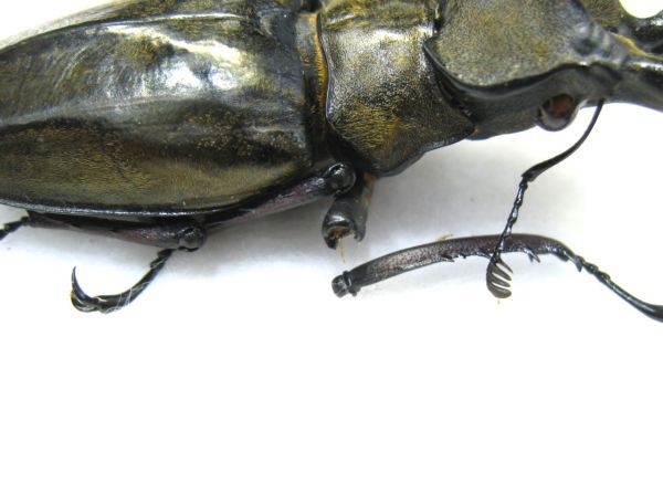 標本】大型 チベットミヤマクワガタ（ssp isaki：ミャンマー北部Kachin