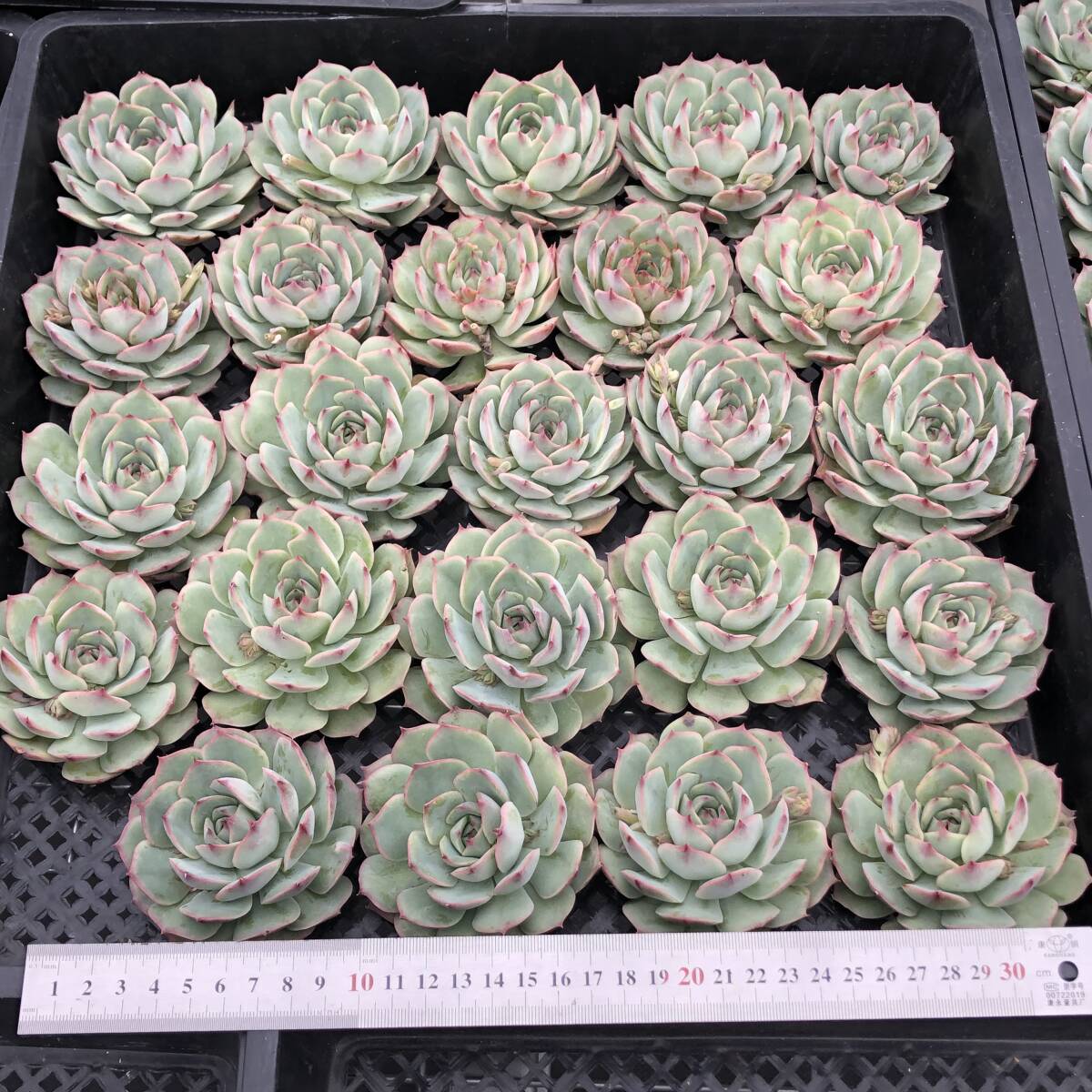 エケベリア ピンクチップス Mサイズ5.5cmポット 韓国苗 | 多肉植物