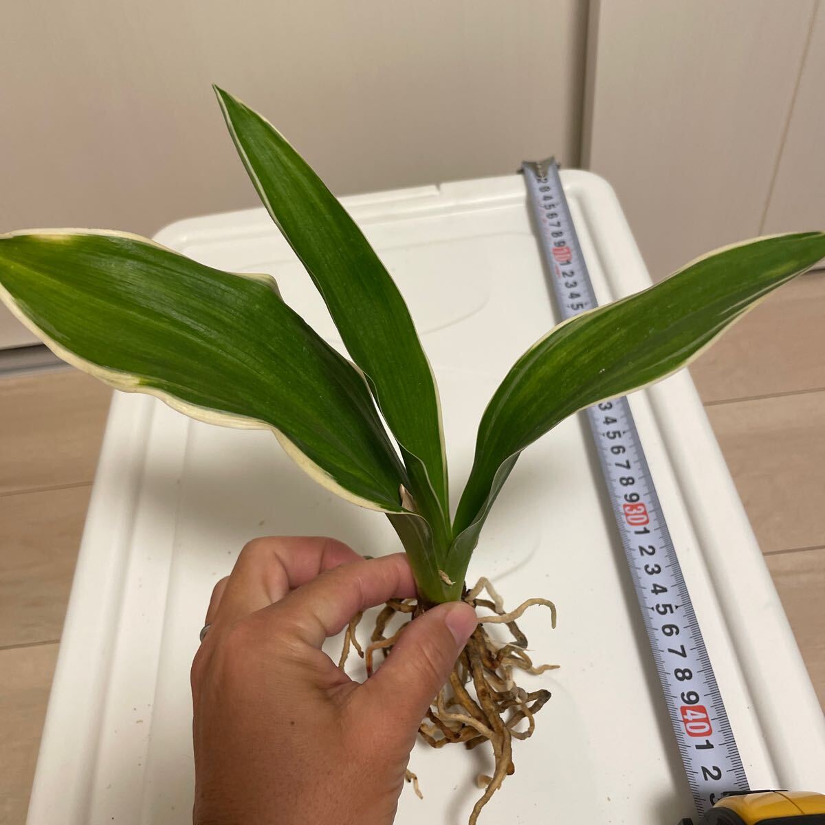 万年青「無双」観葉植物 富貴蘭 春蘭 縁起物 日本 盆栽 斑入り 東洋蘭