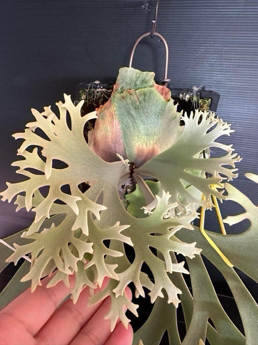 【Yellow moon dwarf spore】P.Willinckii Audrey 【OC 子株　株分け】ビカクシダ ラスト一株