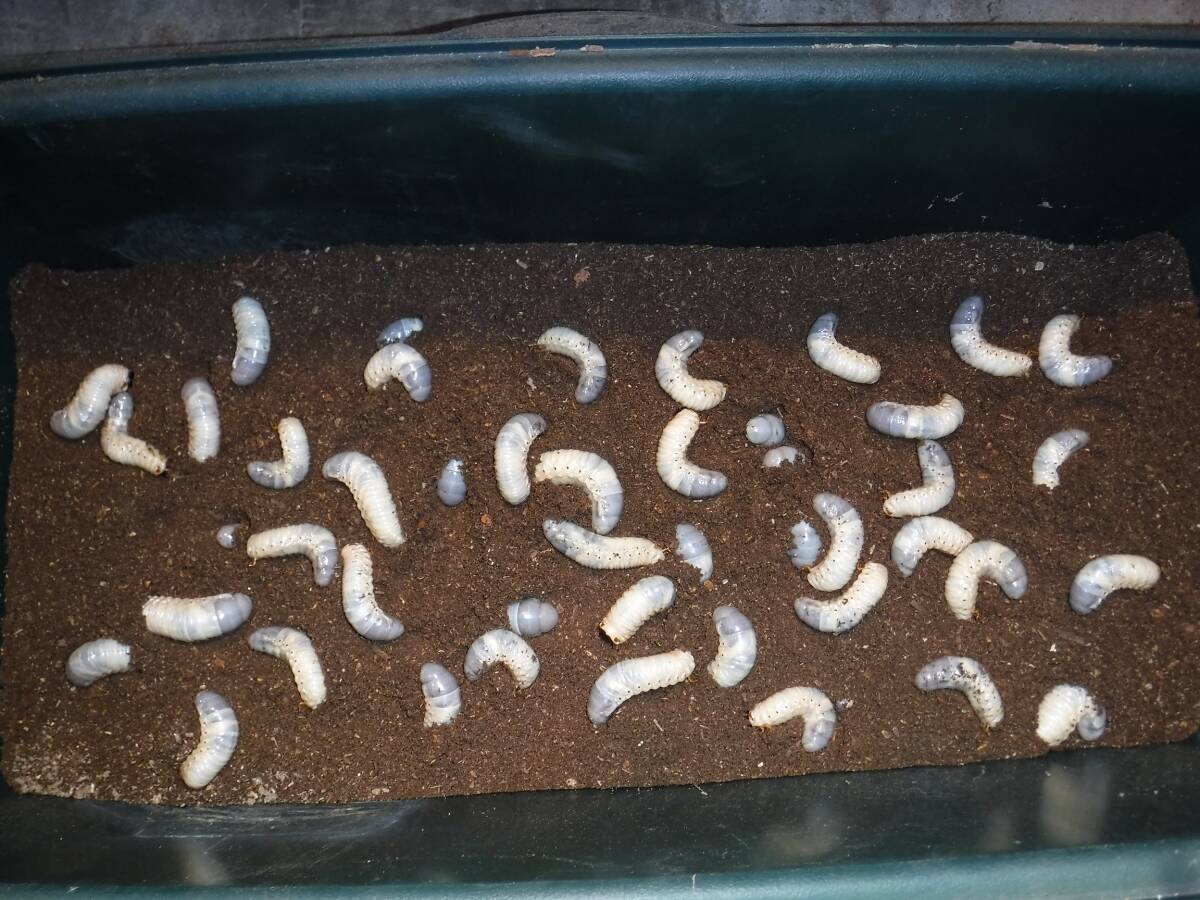 カブト虫マット600：発酵熟成竹・成虫・幼虫飼育用・産卵育成用：50リットル | カブトムシマット・発酵熟成竹使用 ６L カブト専用マット dショッピング カブト虫マット1040：発酵熟成竹・成虫・産卵・幼虫飼育用：2ℓ