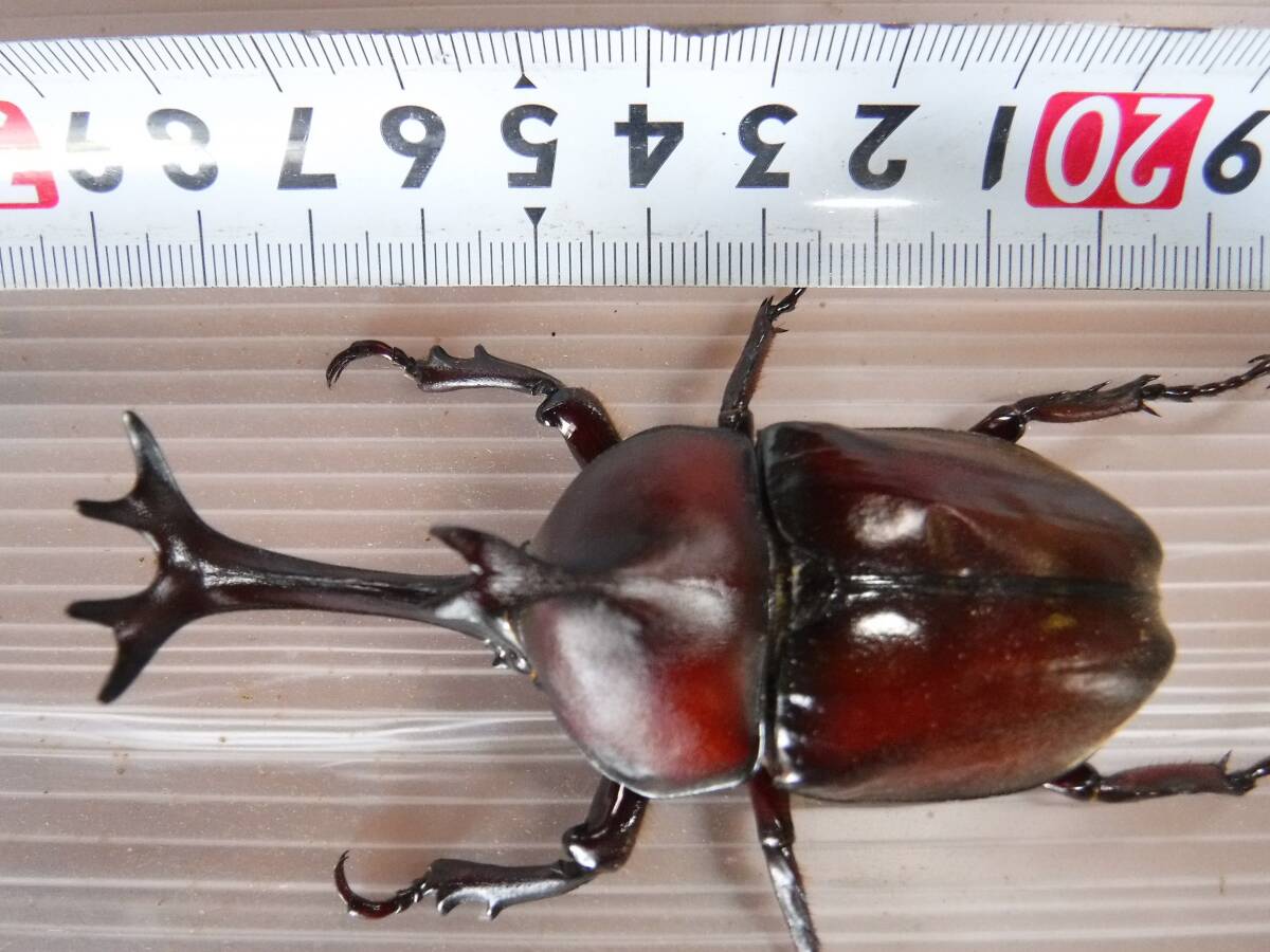 カブト虫マット600：発酵熟成竹・成虫・幼虫飼育用・産卵育成用：50リットル | カブトムシマット・発酵熟成竹使用 ６L カブト専用マット dショッピング カブト虫マット1040：発酵熟成竹・成虫・産卵・幼虫飼育用：2ℓ