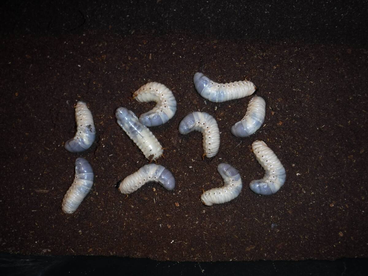 カブト虫マット600：発酵熟成竹・成虫・幼虫飼育用・産卵育成用：50リットル | カブトムシマット・発酵熟成竹使用 ６L カブト専用マット dショッピング カブト虫マット1040：発酵熟成竹・成虫・産卵・幼虫飼育用：2ℓ