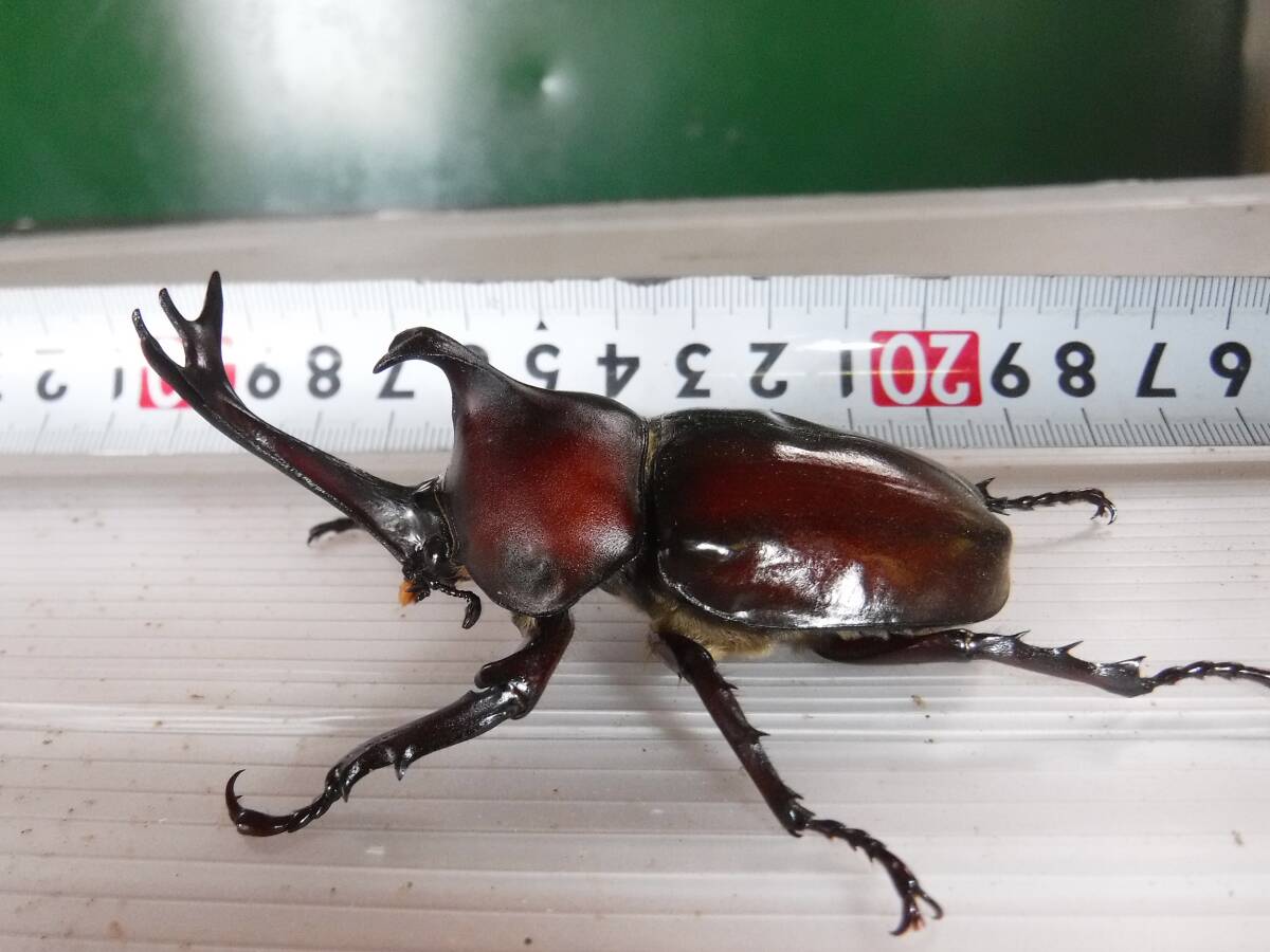 カブト虫マット600：発酵熟成竹・成虫・幼虫飼育用・産卵育成用：50リットル | カブトムシマット・発酵熟成竹使用 ６L カブト専用マット dショッピング カブト虫マット1040：発酵熟成竹・成虫・産卵・幼虫飼育用：2ℓ