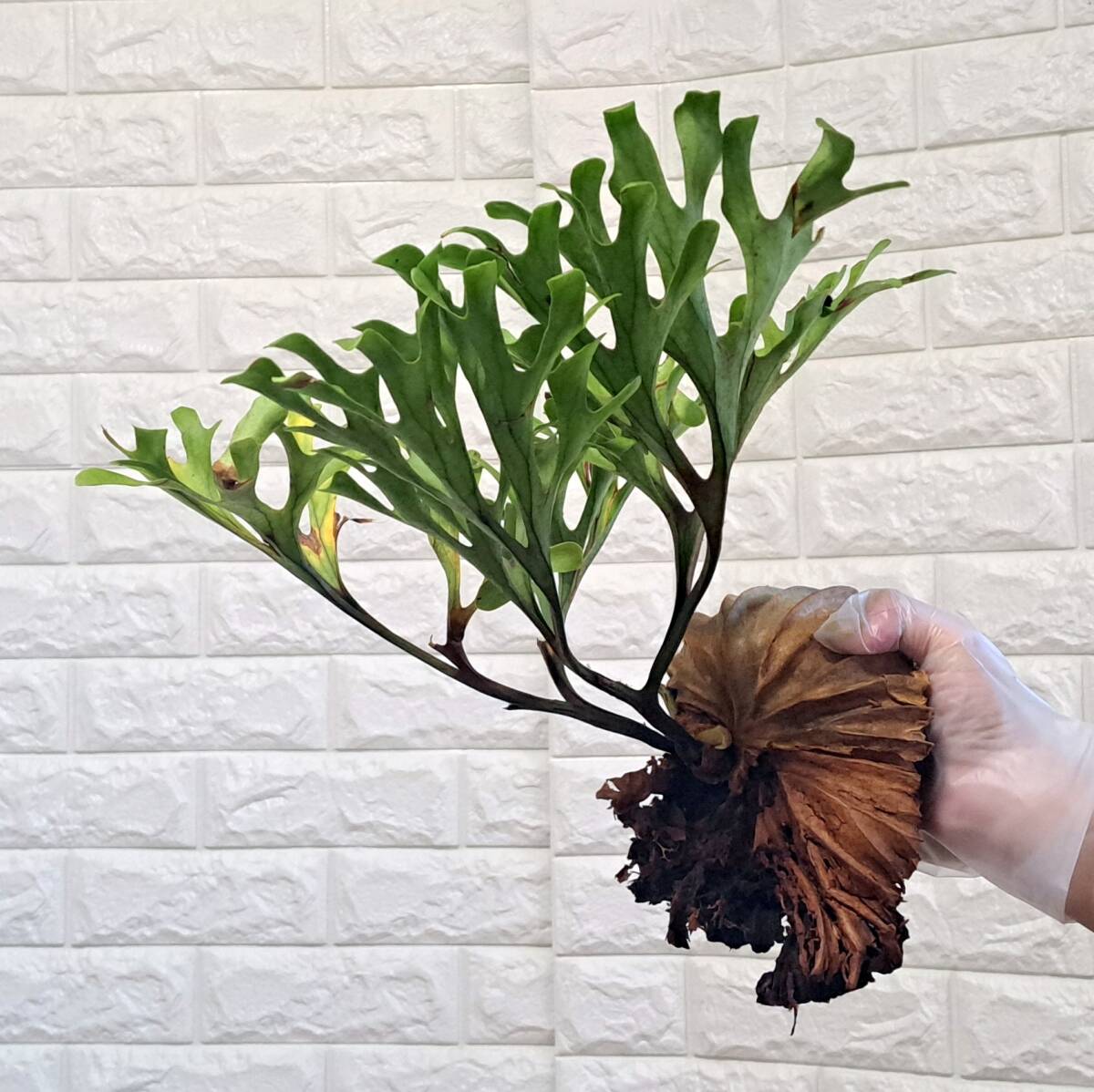 ☆12/22輸入☆101+ ビカクシダ 植物☆Platycerium ridleyi (プラティケリウム リドレイ)Center Borneo Wild/麋角羊歯