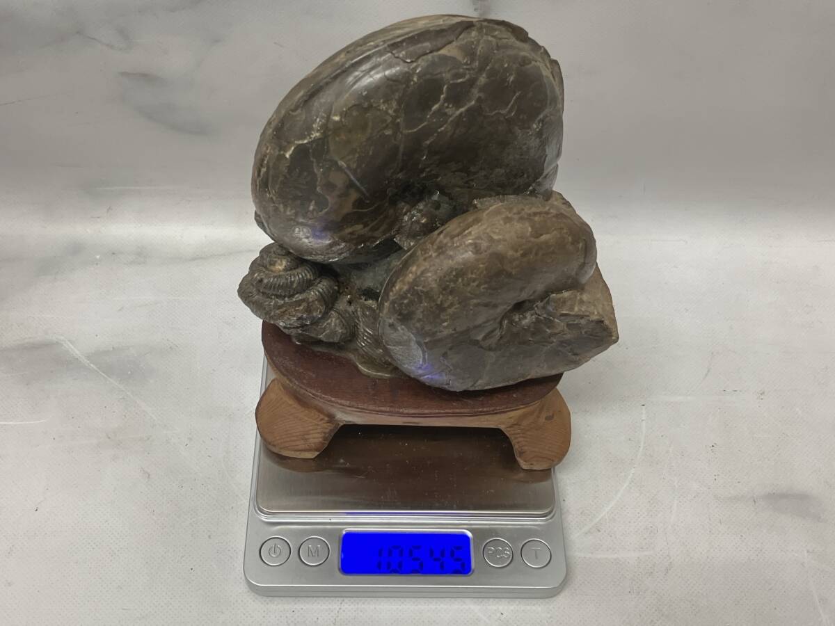 日本の化石 アンモナイト 北海道 台座付き 約12㎝×16㎝×6㎝