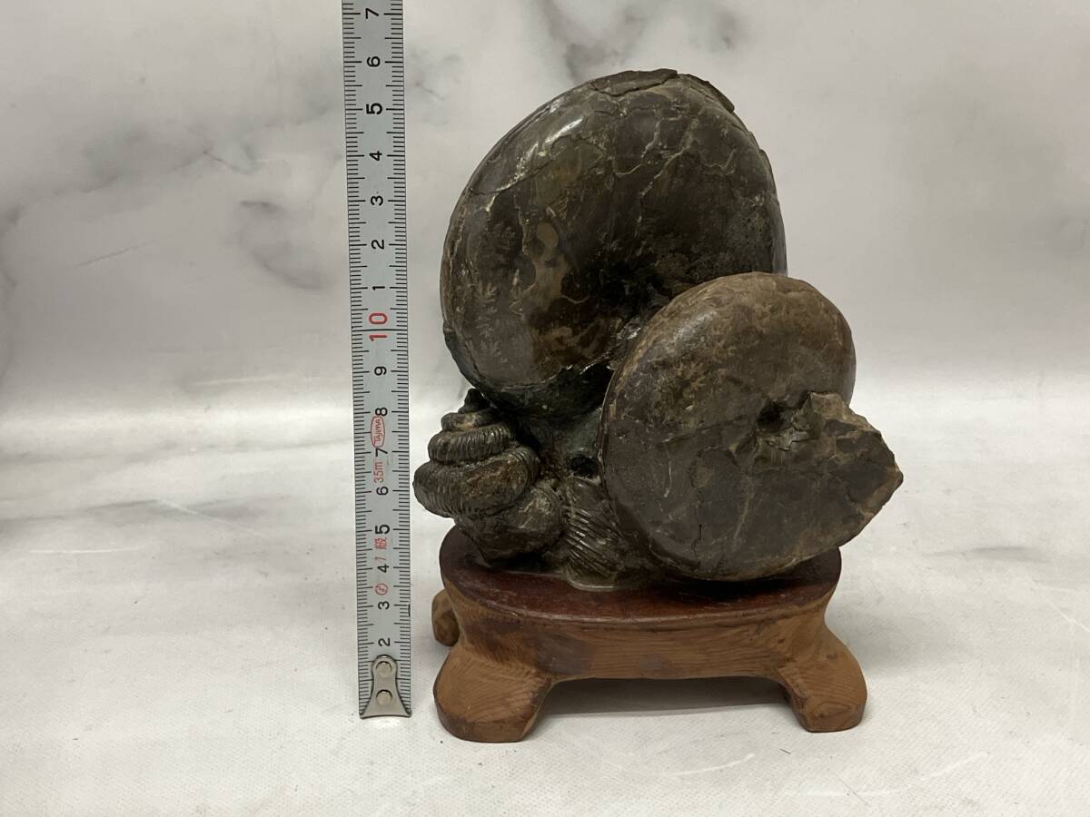 日本の化石 アンモナイト 北海道 台座付き 約12㎝×16㎝×6㎝