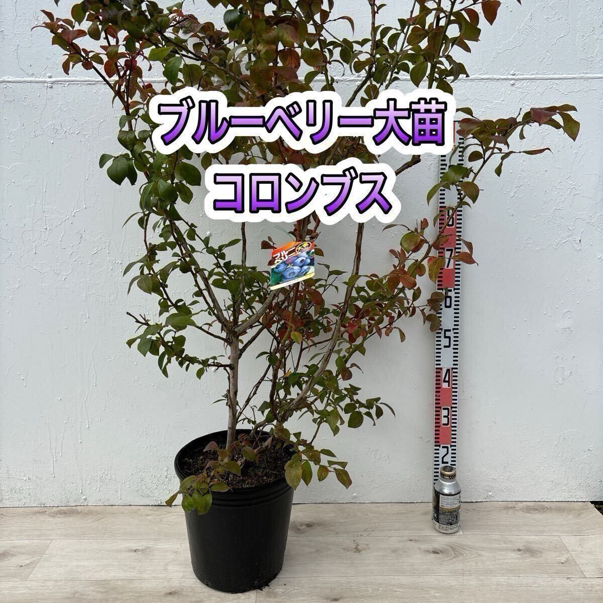 ブルーベリー苗 コロンブス ラビットアイ系 大苗 9号鉢 5年生(植木 